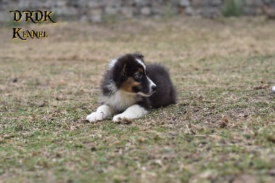 Les chiots de Berger Australien