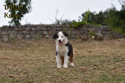 Les chiots de Berger Australien