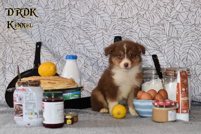 Les chiots de Berger Australien