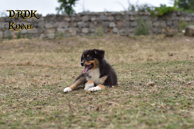 Les chiots de Berger Australien