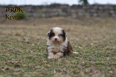 Les chiots de Berger Australien