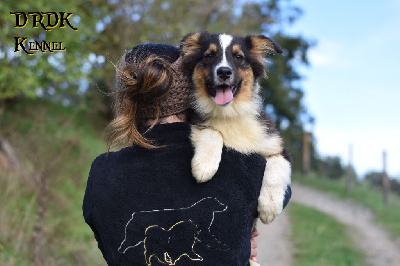 Les chiots de Berger Australien