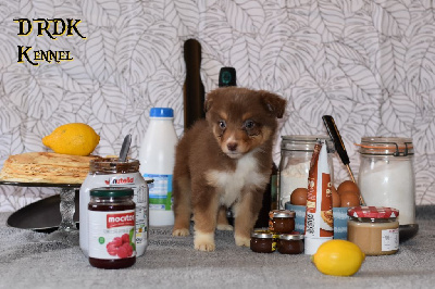 Les chiots de Berger Australien