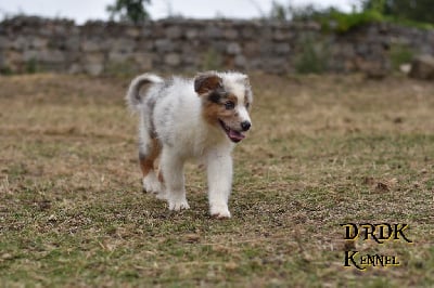 Les chiots de Berger Australien