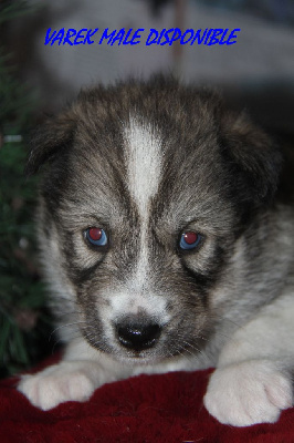 Les chiots de Siberian Husky