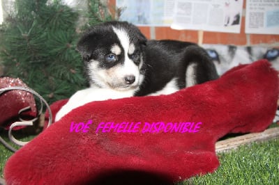 Les chiots de Siberian Husky