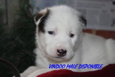 vindoo - Siberian Husky