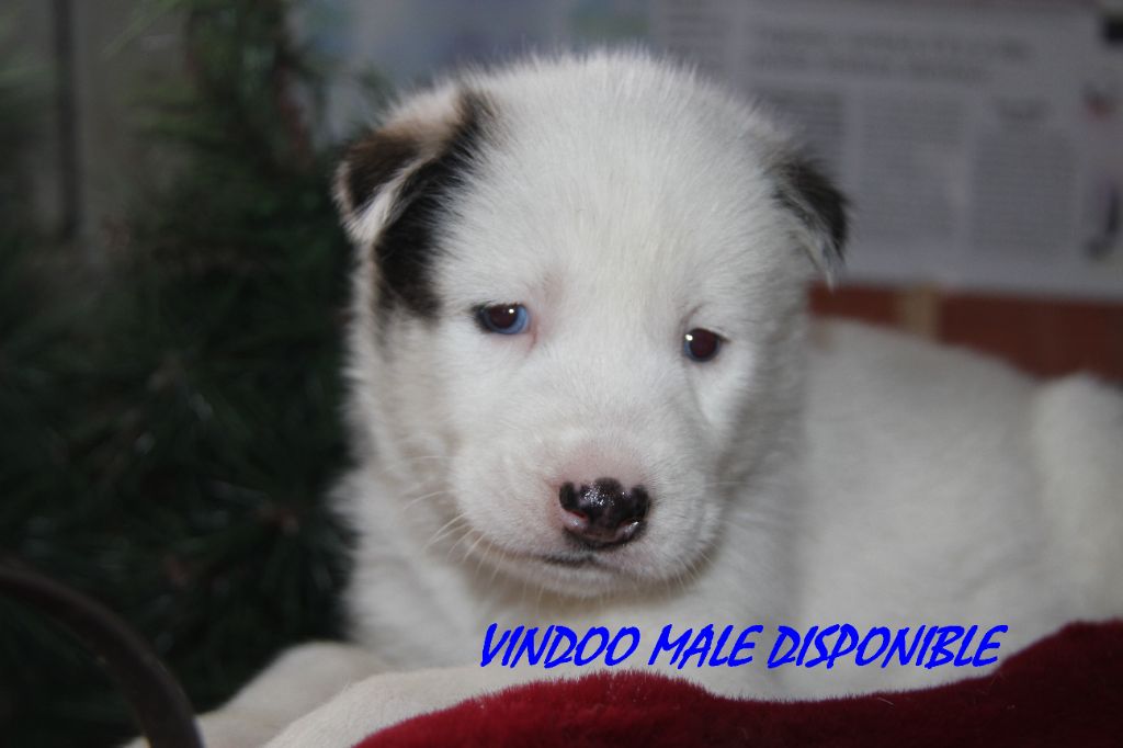 vindoo - Siberian Husky