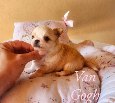 Van Gogh - Chihuahua