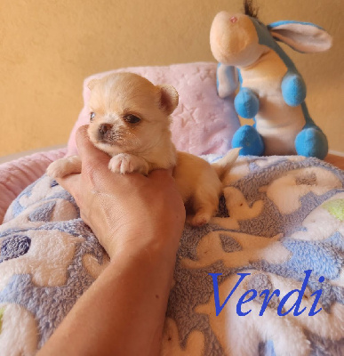 Verdi - Chihuahua