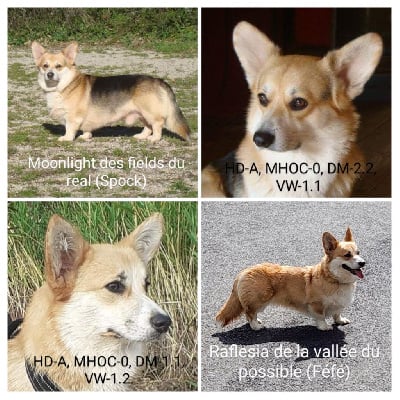 CHIOT 5 - Welsh Corgi Pembroke