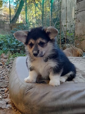 Les chiots de Welsh Corgi Pembroke