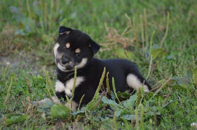 Les chiots de Shiba