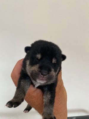 CHIOT - Shiba