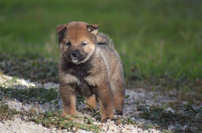 Les chiots de Shiba