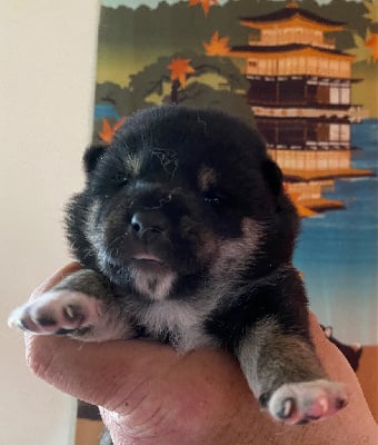 CHIOT - Shiba