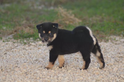 Les chiots de Shiba