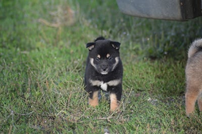 Les chiots de Shiba