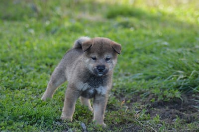 Les chiots de Shiba