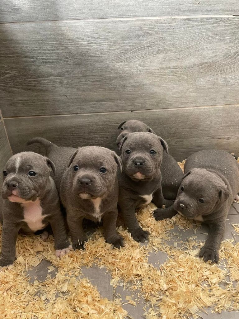 CHIOT BLEU - Staffordshire Bull Terrier