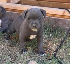 CHIOT BLEU - Staffordshire Bull Terrier