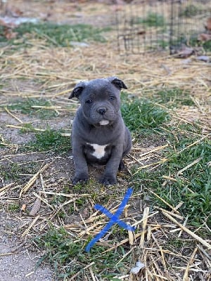 Les chiots de Staffordshire Bull Terrier