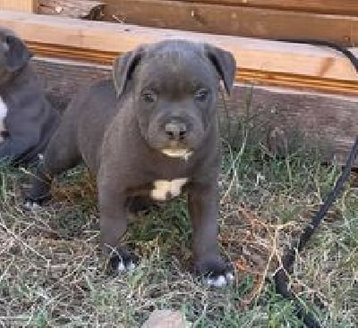 CHIOT BLEU - Staffordshire Bull Terrier