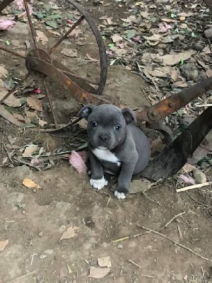 Les chiots de Staffordshire Bull Terrier