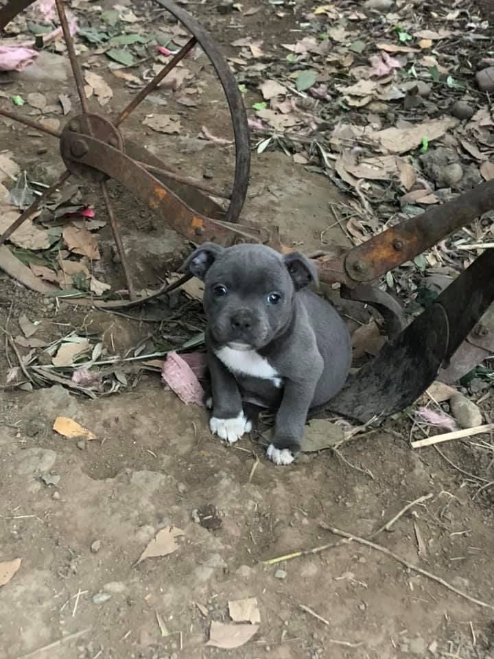 CHIOT BLEU - Staffordshire Bull Terrier