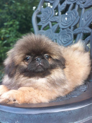 Les chiots de Pekinois