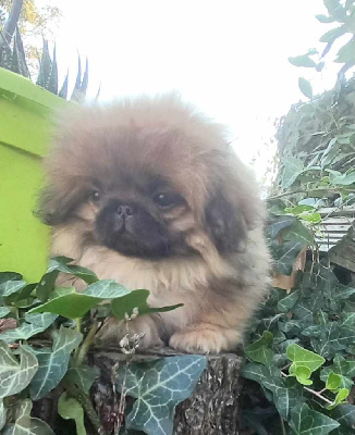 Les chiots de Pekinois