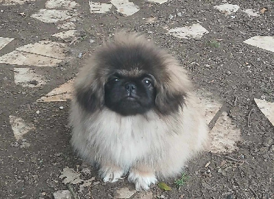 Les chiots de Pekinois