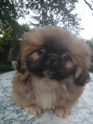 Les chiots de Pekinois