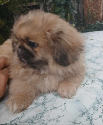 Les chiots de Pekinois