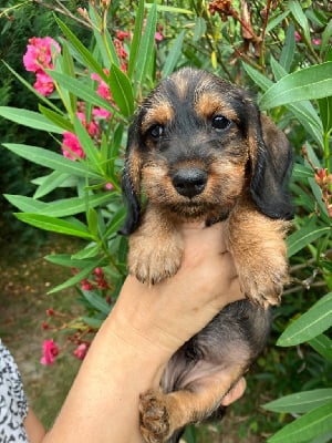 Les chiots de Teckel poil dur