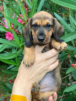 Les chiots de Teckel poil dur