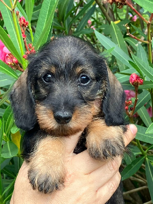 Les chiots de Teckel poil dur