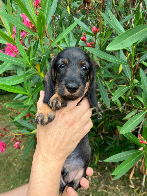 Les chiots de Teckel poil dur