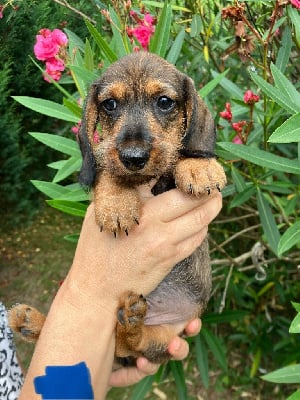 Les chiots de Teckel poil dur