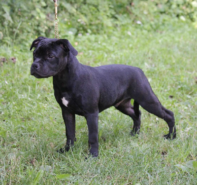 Les chiots de Staffordshire Bull Terrier