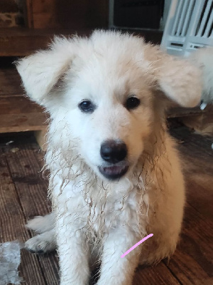 Les chiots de Berger Blanc Suisse