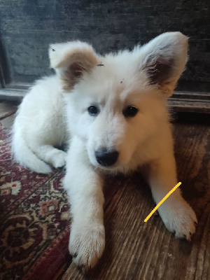 Les chiots de Berger Blanc Suisse