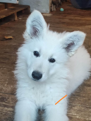 Les chiots de Berger Blanc Suisse