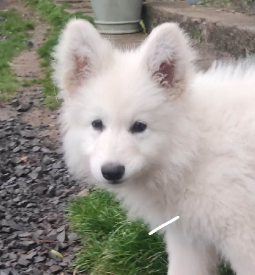 Les chiots de Berger Blanc Suisse