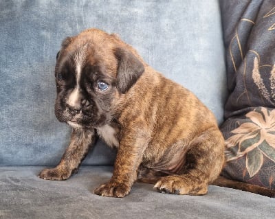 Les chiots de Boxer