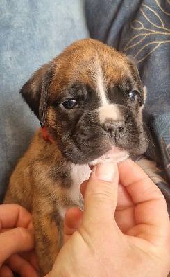 Les chiots de Boxer