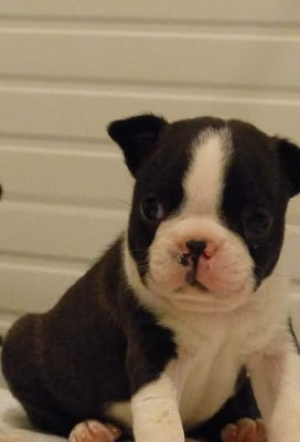 Venus - Boston Terrier