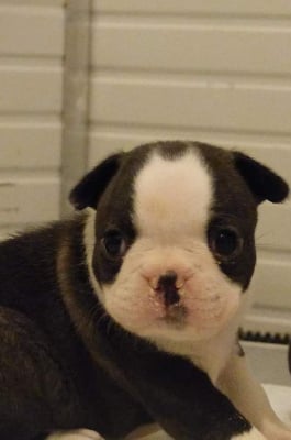 Les chiots de Boston Terrier