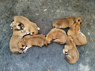 Les chiots de Akita