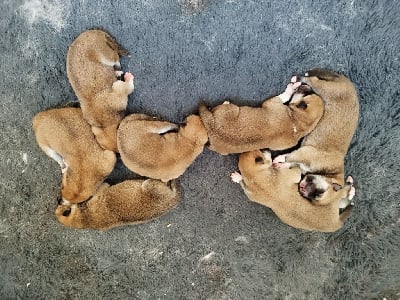 Les chiots de Akita